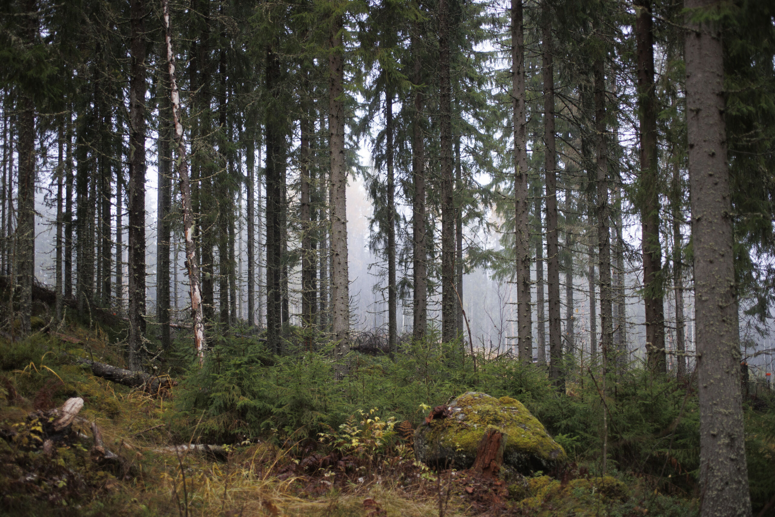 Metsälakia rukataan jälleen – taimikon perustamisilmoitus tekee paluun