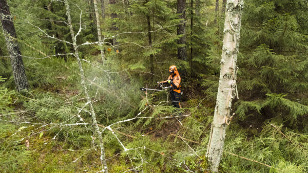 Ennakkoraivauksessa poistetaan hakkuuta haittaava alikasvos. (Kuvaaja: Seppo Samuli)