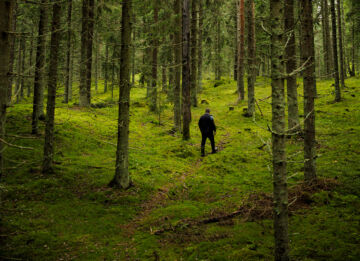 Lähemmäs satavuotias kuusikko Tuuloksessa on järeää. Hehtaarilla on puuta arviolta 500 mottia. Pidennetyn kiertoajan kohdetta pitää etenkin kirjanpainajien parveilun aikaan seurata säännöllisesti. (Kuvaaja: Seppo Samuli)