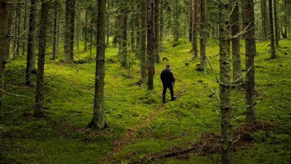Lähemmäs satavuotias kuusikko Tuuloksessa on järeää. Hehtaarilla on puuta arviolta 500 mottia. Pidennetyn kiertoajan kohdetta pitää etenkin kirjanpainajien parveilun aikaan seurata säännöllisesti. (Kuvaaja: Seppo Samuli)