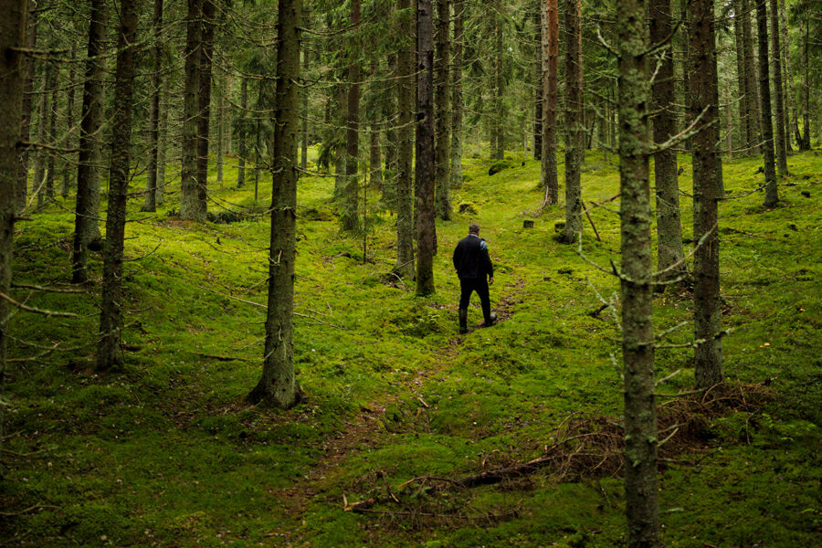 Lähemmäs satavuotias kuusikko Tuuloksessa on järeää. Hehtaarilla on puuta arviolta 500 mottia. Pidennetyn kiertoajan kohdetta pitää etenkin kirjanpainajien parveilun aikaan seurata säännöllisesti. (Kuvaaja: Seppo Samuli)