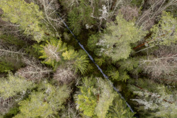 Luonnonvarakeskuksen tutkijat ehdottavat suometsien tulevaisuuden kasvatustavaksi kosteikkometsätaloutta. Vedenpinta pidettäisiin korkealla, mutta ojista ei luovuta. (Kuvaaja: Seppo Samuli)