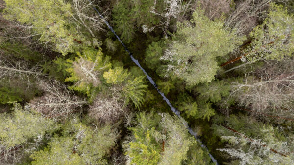 Luonnonvarakeskuksen tutkijat ehdottavat suometsien tulevaisuuden kasvatustavaksi kosteikkometsätaloutta. Vedenpinta pidettäisiin korkealla, mutta ojista ei luovuta. (Kuvaaja: Seppo Samuli)