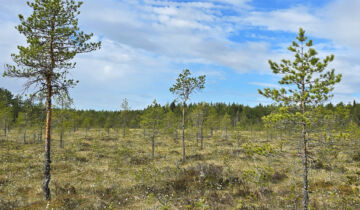 Uusi Kirmonmetsän luonnonsuojelualue