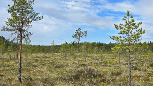Uusi Kirmonmetsän luonnonsuojelualue
