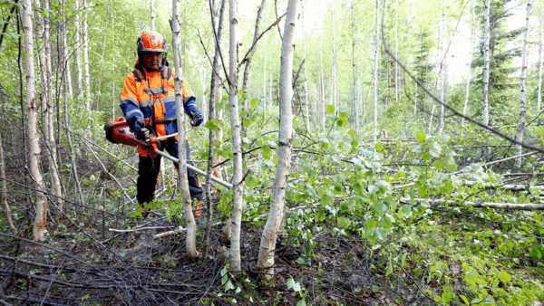 Uuden sovelluksen ansiosta esimerkiksi pienten metsänhoitokohteiden markkinointi helpottuu, metsänhoitoyhdistyksistä kerrotaan. (Kuva: Sami Karppinen)