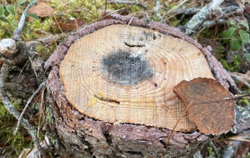Juurikääpä aiheuttaa kuusella tyvilahoa ja männyllä tyvitervastautia. (Kuva: Stora Enso)
