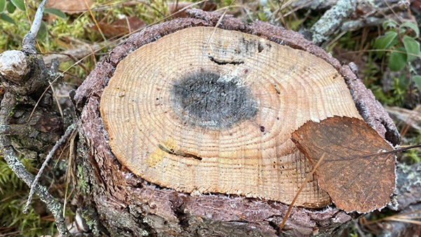 Juurikääpä aiheuttaa kuusella tyvilahoa ja männyllä tyvitervastautia. (Kuva: Stora Enso)
