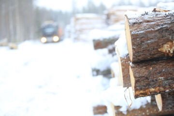 Metsäyhtiö Stora Enson ja Junnikkalan sahojen yhdistyminen on jättänyt osan metsäkoneyrityksistä ja puunkuljetusyrityksistä ilman töitä. (Kuvaaja: Sami Karppinen)