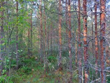 Seuraavaksi metsätilalta on luvassa tuloa nuoren metsän kunnostuksena tehtävästä ensiharvennuksesta. (Kuvaaja: Metsätilat.fi)
