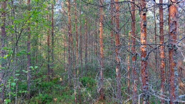 Seuraavaksi metsätilalta on luvassa tuloa nuoren metsän kunnostuksena tehtävästä ensiharvennuksesta. (Kuvaaja: Metsätilat.fi)
