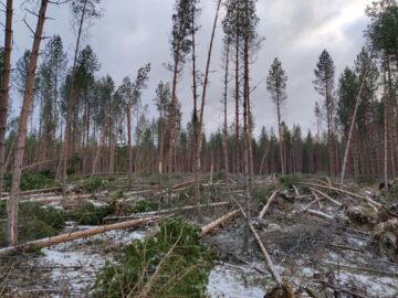 Pohjanmaalla suuri osa myrskytuhoista kohdistui hiljattain harvennettuihin varttuneisiin kasvatusmetsiin. Tällaista jälkeä Hannes teki Pedersöressä. Kuva: Daniel Jansson.