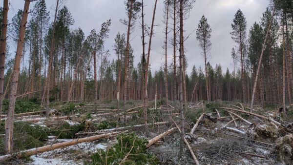 Pohjanmaalla suuri osa myrskytuhoista kohdistui hiljattain harvennettuihin varttuneisiin kasvatusmetsiin. Tällaista jälkeä Hannes teki Pedersöressä. Kuva: Daniel Jansson.