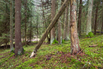 Korvattomanojan puronvarsilehto Liedossa on Havumetsän lasten suojelumetsä. (Kuvaaja: Marjatta Sihvonen)