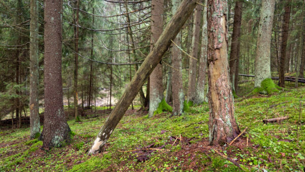 Korvattomanojan puronvarsilehto Liedossa on Havumetsän lasten suojelumetsä. (Kuvaaja: Marjatta Sihvonen)