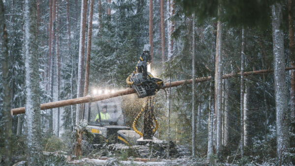 Suomen metsät kasvavat edelleen enemmän kuin niitä hakataan, Hannu Ilvesniemi muistuttaa. Kuva: Seppo Samuli