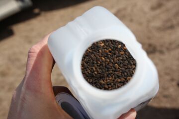 Männyn siementen kylvöä ei tarvitse Pohjois-Suomessa ahtaa pelkästään kevään ja alkukesän lyhyeen kylvösesonkiin. Myös loka-marraskuussa tehty kylvö tuottaa hyvän lopputuloksen. (Kuvaaja: Valtteri Skyttä)