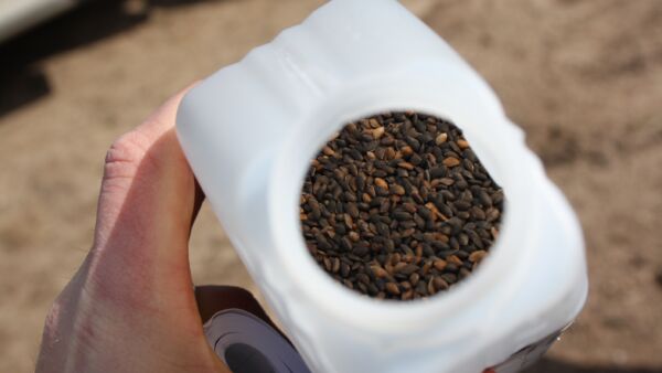 Männyn siementen kylvöä ei tarvitse Pohjois-Suomessa ahtaa pelkästään kevään ja alkukesän lyhyeen kylvösesonkiin. Myös loka-marraskuussa tehty kylvö tuottaa hyvän lopputuloksen. (Kuvaaja: Valtteri Skyttä)