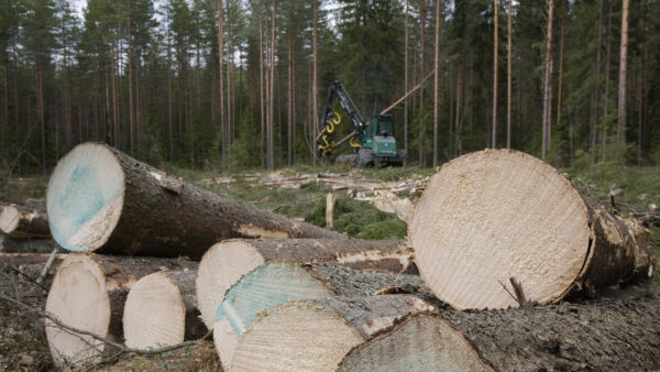 Meto-yrittäjien PEFC-ryhmässä on määrä painottaa kiinteistöillä tapahtuvia tarkastuksia: työjälkeä ja monimuotoisuusseikkoja. Tarkastukset hoitaa aina ulkopuolinen taho. (Kuvaaja: Mikko Riikilä)
