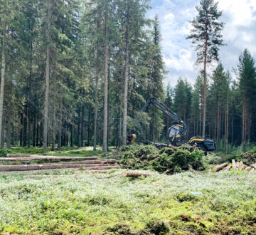 Markkinaheilahdukset voivat hetkellisesti nostaa esimerkiksi energiapuun kannattavuutta, mutta pidemmän päälle paras tili tehdään oikeaan aikaan myydyllä tukilla. (Kuvaaja: Tiia Puukila)