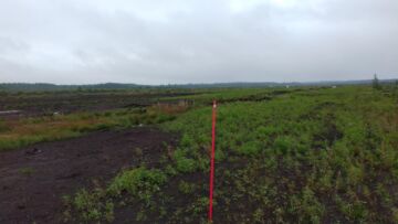 Soinin Naarasnevan tutkimusalueella näkyy hyvin tuhkalannoituksen vaikutus suonpohjan kasvillisuuteen. Merkkikepin oikealle puolelle on levitetty tuhkaa seitsemän tonnia hehtaarille, vasemmalle puolelle tuhkaa ei ole levitetty. Kuva: Kari Laasasenaho.