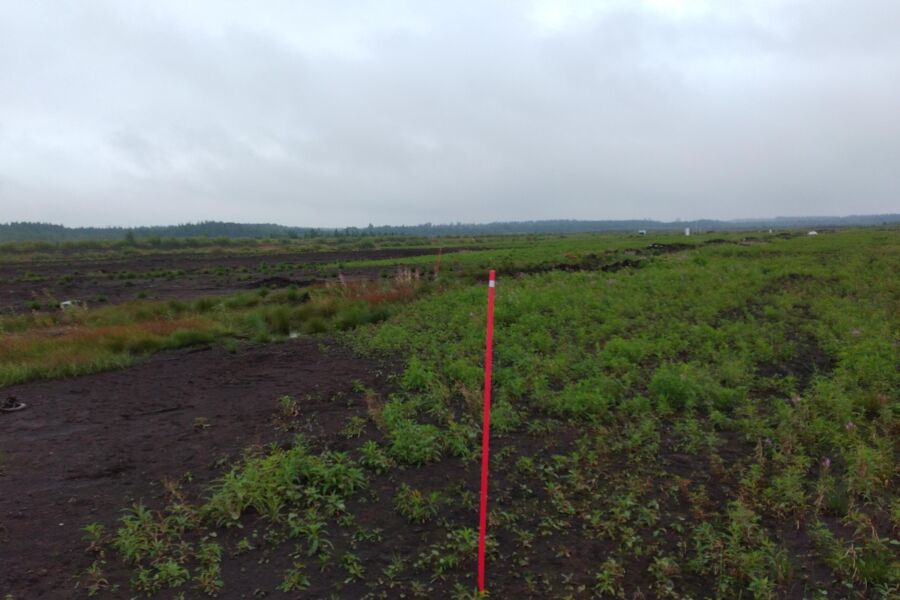 Soinin Naarasnevan tutkimusalueella näkyy hyvin tuhkalannoituksen vaikutus suonpohjan kasvillisuuteen. Merkkikepin oikealle puolelle on levitetty tuhkaa seitsemän tonnia hehtaarille, vasemmalle puolelle tuhkaa ei ole levitetty. Kuva: Kari Laasasenaho.