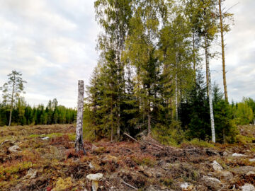 Ulkopuoliset auditointiyritykset ovat havainneet tarkastuksissaan yhä vakavampia rikkeitä. Vain Länsi-Suomessa ei ole tehty lainkaan ilmoituksia vakavista poikkeamista.
