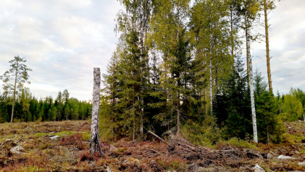 Ulkopuoliset auditointiyritykset ovat havainneet tarkastuksissaan yhä vakavampia rikkeitä. Vain Länsi-Suomessa ei ole tehty lainkaan ilmoituksia vakavista poikkeamista.