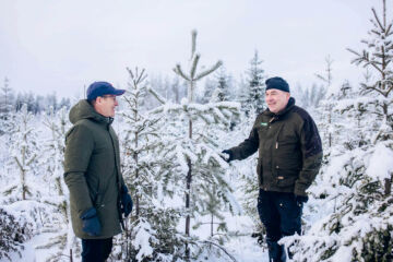 Metsäkeskuksen Markku Remes (vasemmalla) ja Sukevan yhteismetsän Ari Sirviö laskivat, että 8-vuotias luonnonsiemenistä syntynyt männyntaimi on jo kasvanut ohi 
15 vuotta sitten istutetusta kuusentaimesta. Taimikko raivataan luontaisten mäntyjen hyväksi. Istutuskuusikon sijaan alueella kasvaa jatkossa mänty-kuusisekapuusto. (Kuvaaja: Anu Kovalainen)