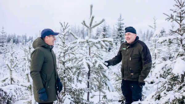 Metsäkeskuksen Markku Remes (vasemmalla) ja Sukevan yhteismetsän Ari Sirviö laskivat, että 8-vuotias luonnonsiemenistä syntynyt männyntaimi on jo kasvanut ohi 
15 vuotta sitten istutetusta kuusentaimesta. Taimikko raivataan luontaisten mäntyjen hyväksi. Istutuskuusikon sijaan alueella kasvaa jatkossa mänty-kuusisekapuusto. (Kuvaaja: Anu Kovalainen)