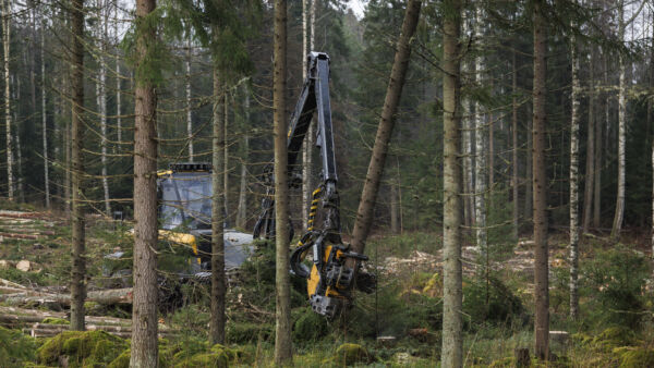 PTT ennustaa puukauppamäärän palautuvan ensi vuonna suunnilleen aiempien vuosien tasolle. Tänä vuonna on hakattu paljon aiemmin ostettuja pystyvarastoja. (Kuvaaja: Seppo Samuli)
