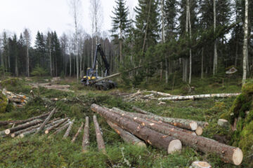 Hakkuukypsyysrajojen tuominen takaisin metsälakiin voi rikkoa perustuslain omaisuuden suojaa, asiantuntijat arvioivat. (Kuvaaja: Seppo Samuli)