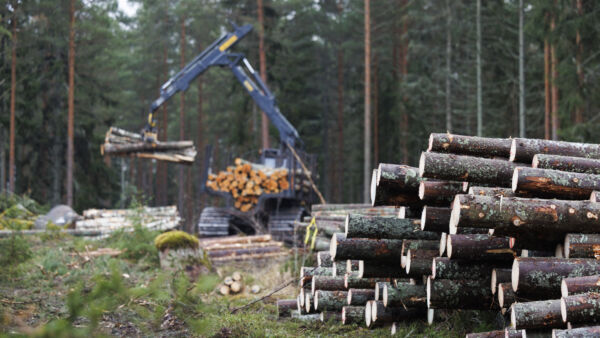 Metsävähennyksen voi ottaa käyttöönsä, jos metsätila on hankittu kaupalla vuoden 1992 jälkeen. Vähennystä voi käyttää tästä vuodesta eteenpäin niinä vuosina, kun metsätalouden tuloja kertyy vähintään 2 000 euroa. (Kuvaaja: Seppo Samuli)