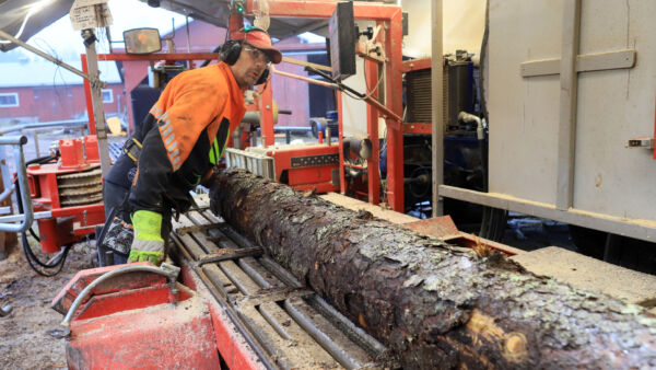 ”Sahausteknisesti ei mitään ongelmaa”, vakuuttaa sahayrittäjä Sami Pulkka. Pulkka sahaa kirjanpainajapuuta useita motteja vuodessa ja on jalostunut niistä kevythirsituotteita. Sahuri on mukana myös Tuhopuu-hankkeissa. (Kuvaaja: Risto Pöntinen)