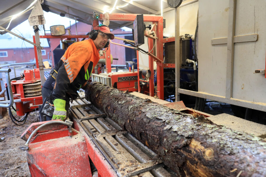”Sahausteknisesti ei mitään ongelmaa”, vakuuttaa sahayrittäjä Sami Pulkka. Pulkka sahaa kirjanpainajapuuta useita motteja vuodessa ja on jalostunut niistä kevythirsituotteita. Sahuri on mukana myös Tuhopuu-hankkeissa. (Kuvaaja: Risto Pöntinen)