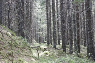 Perinteinen käsitys sertifioidun metsän osuudesta onkin osoittautunut selvästi liian suureksi. (Kuvaaja: Sami Karppinen)