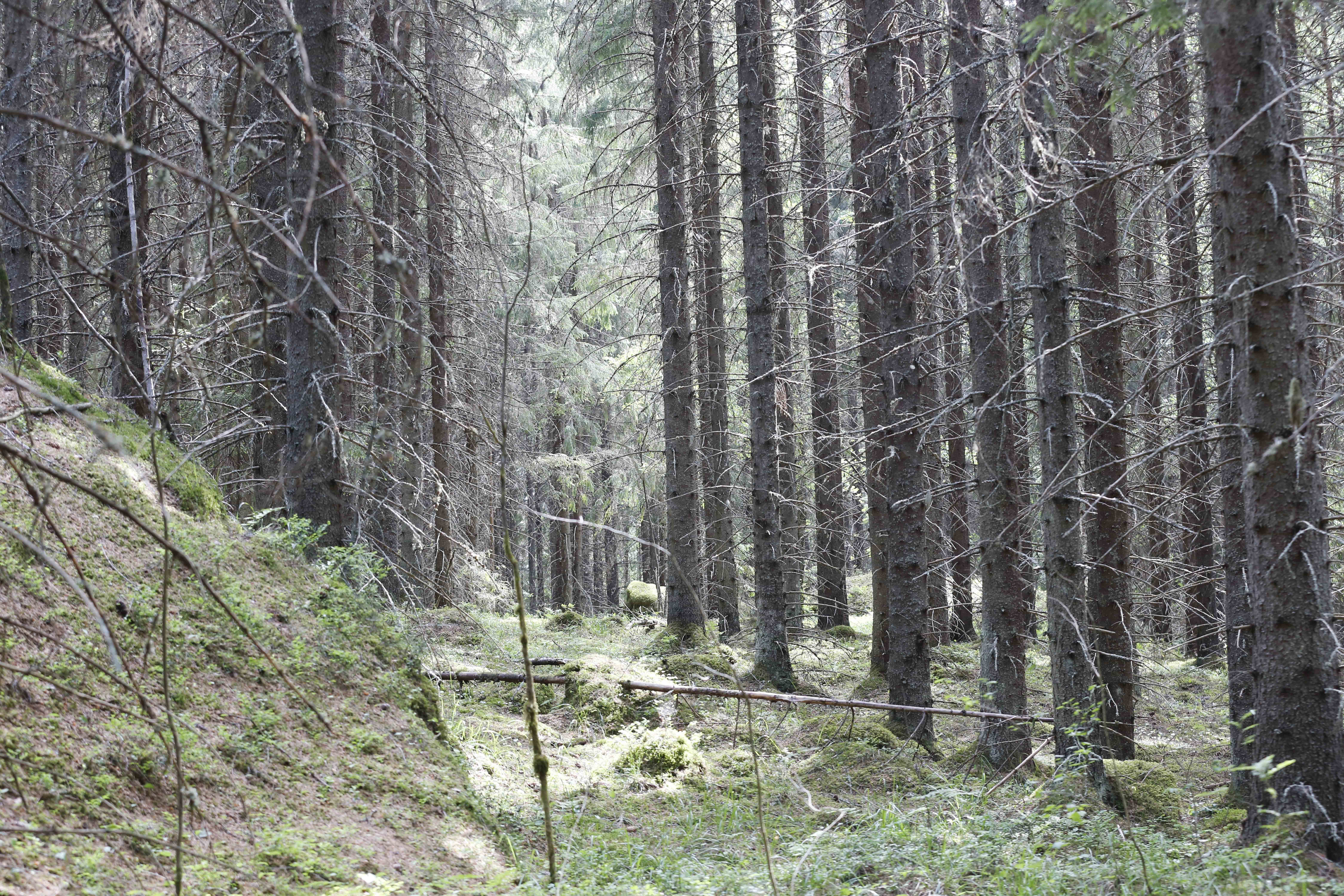 Perinteinen käsitys sertifioidun metsän osuudesta onkin osoittautunut selvästi liian suureksi. (Kuvaaja: Sami Karppinen)