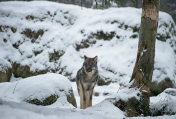 Kannanhoidollinen sudenmetsästys on alkamassa jo ensi vuoden alussa. (Kuvaaja: Wikimedia Commons)