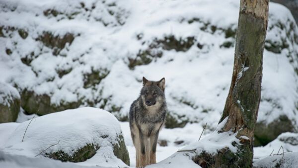 Kannanhoidollinen sudenmetsästys on alkamassa jo ensi vuoden alussa. (Kuvaaja: Wikimedia Commons)