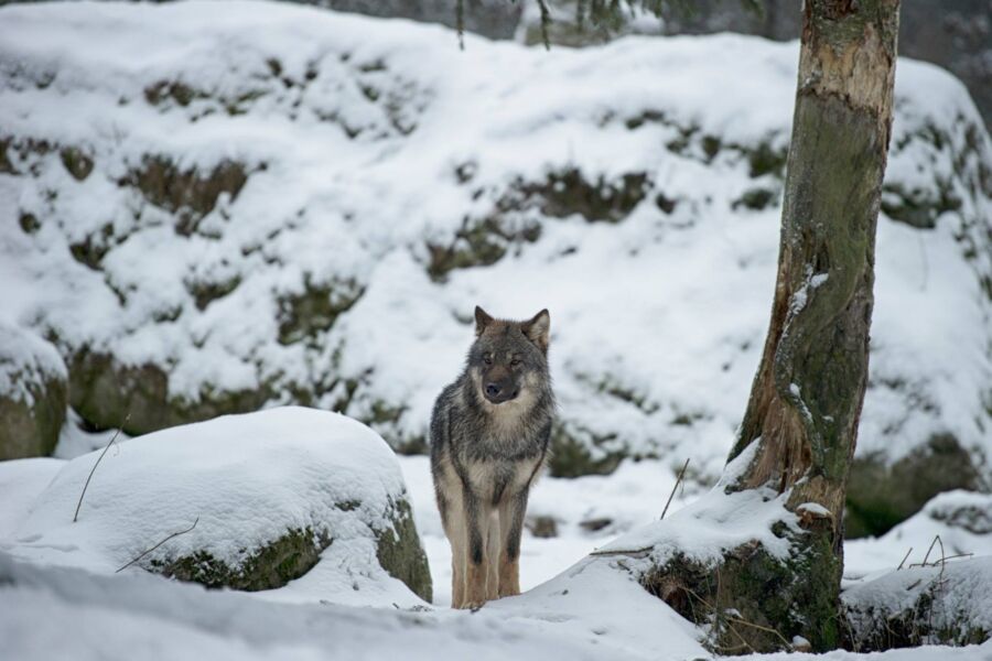 Kannanhoidollinen sudenmetsästys on alkamassa jo ensi vuoden alussa. (Kuvaaja: Wikimedia Commons)