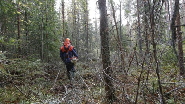 Puumarkkinaselvityksen mukaan nykyiset Metka-tuet ovat osoittautuneet toimiviksi, joskin suosion kasvun myötä määrärahojen niukkuus on ongelma.  (Kuvaaja: Sami Karppinen)