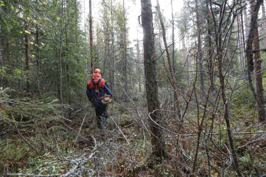 Puumarkkinaselvityksen mukaan nykyiset Metka-tuet ovat osoittautuneet toimiviksi, joskin suosion kasvun myötä määrärahojen niukkuus on ongelma.  (Kuvaaja: Sami Karppinen)