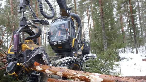 Puunkorjuussa on menty tänä syksynä pitkälti tukkipuun kysynnän ehdoilla, kun kuitupuun käyttöä on rajoitettu. Tässä tukkia katkottiin urakoitsija Veljekset Hokkanen Oy:n työmaalla Kangasniemellä tammikuussa 2025. (Kuvaaja: Sami Karppinen)