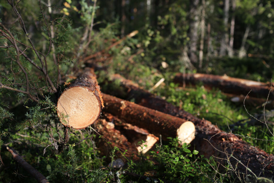  (Kuvaaja: Sami Karppinen)