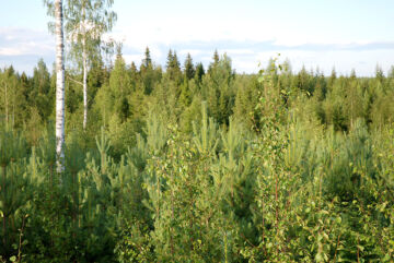 Luonnon tilan vahvistaminen talousmetsissä perustuu kirjoittajan mukaan luontaisiin puulajeihin, kuten koivuun ja mäntyyn. (Kuvaaja: Mikko Häyrynen)