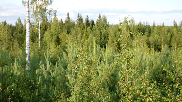 Luonnon tilan vahvistaminen talousmetsissä perustuu kirjoittajan mukaan luontaisiin puulajeihin, kuten koivuun ja mäntyyn. (Kuvaaja: Mikko Häyrynen)