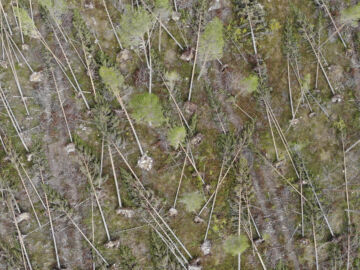 Hannes on kurittanut etenkin hiljattain harvennettuja metsiä. Arkistokuva on Pohjois-Pohjanmaan myrskytuhoista vuodelta 2021. Kuva: Sami Karppinen.