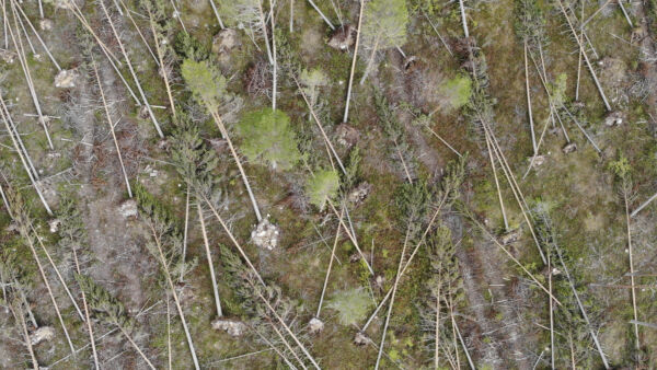 Hannes on kurittanut etenkin hiljattain harvennettuja metsiä. Arkistokuva on Pohjois-Pohjanmaan myrskytuhoista vuodelta 2021. Kuva: Sami Karppinen.