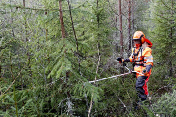 Hyvät valjaat jakavat sahan painoa ja myötäilevät raivaajan liikkeitä.  (Kuvaaja: Sami Karppinen)