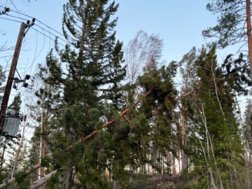 Joulun Johannes-myrsky koetteli rajuimmin Keski- ja Pohjois-Ruotsia.  (Kuvaaja: Tomas Bengtsson)